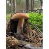 Penny Bun Bolete (Boletus Edulis) 515