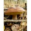 Penny Bun Bolete (Boletus Edulis) 516