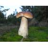 Penny Bun Bolete (Boletus Edulis) 517