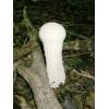 Pestle Puffball (Handkea excipuliformis) 528