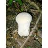 Pestle Puffball (Handkea excipuliformis) 529