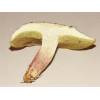 Red Cracking Bolete (Boletus chrysenteron) 539