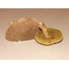 Red Cracking Bolete (Boletus chrysenteron) 540