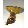 Red Cracking Bolete (Boletus chrysenteron) 544