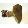 Red Cracking Bolete (Boletus chrysenteron) 545