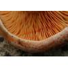 Saffron Milkcap (Lactarius deliciosus) 558