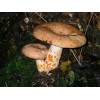 Saffron Milkcap (Lactarius deliciosus) 562