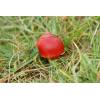 Scarlet Waxcap (Hygrocybe coccinea) 576