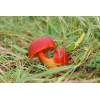 Scarlet Waxcap (Hygrocybe coccinea) 578