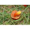 Scarlet Waxcap (Hygrocybe coccinea) 579