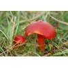 Scarlet Waxcap