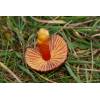 Scarlet Waxcap (Hygrocybe coccinea) 581