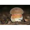 Scarletina Bolete (Boletus Luridiformis) 590