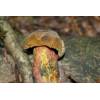 Scarletina Bolete (Boletus Luridiformis) 594