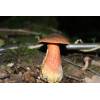 Scarletina Bolete (Boletus Luridiformis) 600