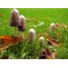 Shaggy Inkcap (Coprinus comatus) 603