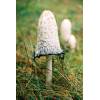 Shaggy Inkcap (Coprinus comatus) 604