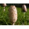 Shaggy Inkcap (Coprinus comatus) 605