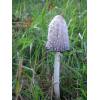 Shaggy Inkcap (Coprinus comatus) 606