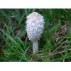 Shaggy Inkcap (Coprinus comatus) 607