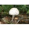 Shaggy Parasol (Macrolepiota rhacodes) 609