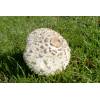 Shaggy Parasol (Macrolepiota rhacodes) 610