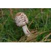 Shaggy Parasol (Macrolepiota rhacodes) 612