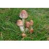 Shaggy Parasol (Macrolepiota rhacodes) 613