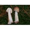 Shaggy Parasol (Macrolepiota rhacodes) 615