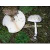 Shaggy Parasol (Macrolepiota rhacodes) 623