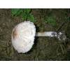 Shaggy Parasol (Macrolepiota rhacodes) 624