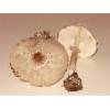 Shaggy Parasol (Macrolepiota rhacodes) 626