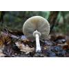 Slender Parasol (Macrolepiota mastoidea) 627