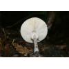 Slender Parasol (Macrolepiota mastoidea) 628