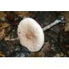 Slender Parasol (Macrolepiota mastoidea) 630