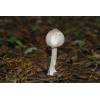 Slender Parasol (Macrolepiota mastoidea) 632