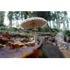 Slender Parasol (Macrolepiota mastoidea) 633