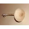 Slender Parasol (Macrolepiota mastoidea) 636