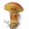 Slippery Jack (Suillus luteus) 67