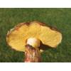 Slippery Jack (Suillus luteus) 74