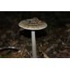 Snakeskin Grisette (Amanita ceciliae) 637