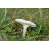 Snowy Waxcap