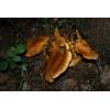 Spectacular Rustgill (Gymnopilus junonius) 650