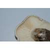 St Georges Mushroom (Calocybe gambosa) 653