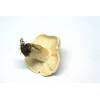 St Georges Mushroom (Calocybe gambosa) 663