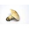 St Georges Mushroom (Calocybe gambosa) 664