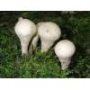 Stump Puffball (Lycoperdon pyriforme) 672