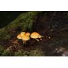 Sulphur Tuft (Hypholoma fasciculare) 673