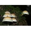 Sulphur Tuft (Hypholoma fasciculare) 676