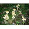 Sulphur Tuft (Hypholoma fasciculare) 678